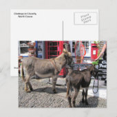 Engelse scènes, Donkeys in Clovelly, North Devon Briefkaart (Voorkant / Achterkant)