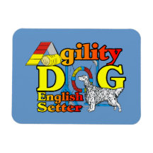 Engelse Setter Agility
