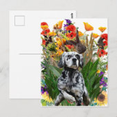 Engelse Setter Briefkaart (Voorkant / Achterkant)