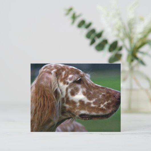 Engelse Setter Briefkaart (Staand voorkant)
