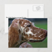 Engelse Setter Briefkaart (Voorkant / Achterkant)