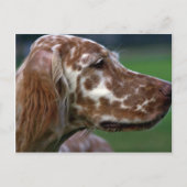 Engelse Setter Briefkaart (Voorkant)