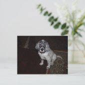 Engelse Setter Briefkaart (Staand voorkant)