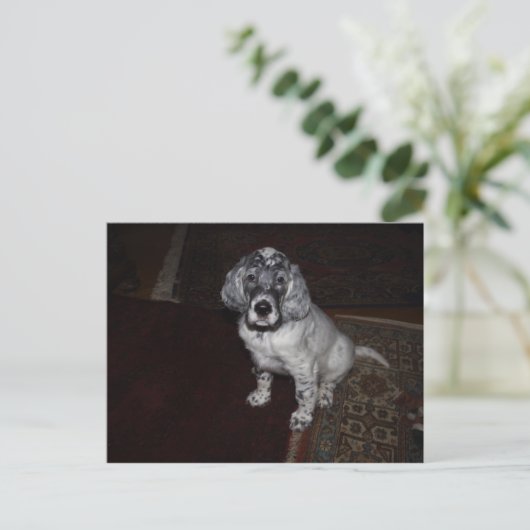 Engelse Setter Briefkaart (Staand voorkant)