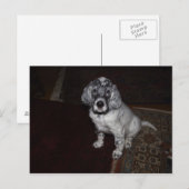 Engelse Setter Briefkaart (Voorkant / Achterkant)