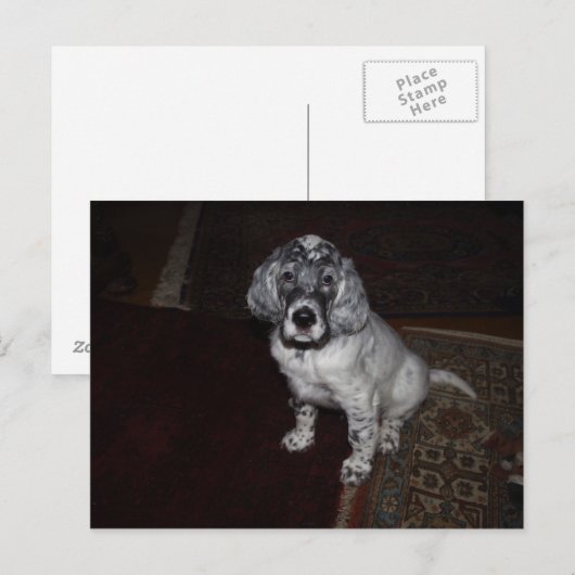 Engelse Setter Briefkaart (Voorkant / Achterkant)