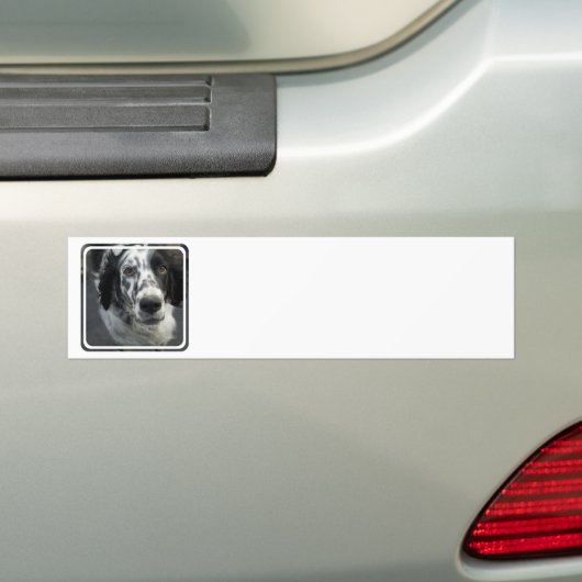 Engelse Setter Dog Bumperstickers (Op auto)