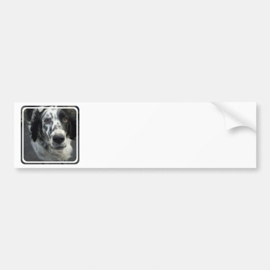 Engelse Setter Dog Bumperstickers (Voorkant)