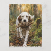 Engelse Setter, houtsnip jagen Briefkaart (Voorkant)