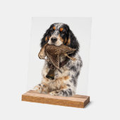 Engelse Setter, Houtsnip Jagen ,Hond Kunst Acryl Bord (Hoek)