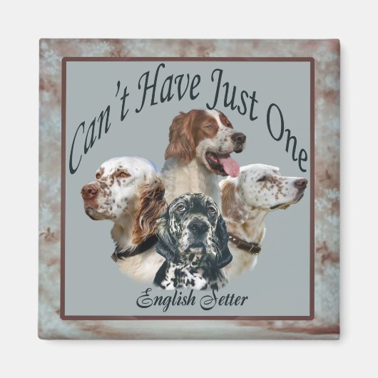 Engelse setter kan niet één magneet hebben (Voorkant)