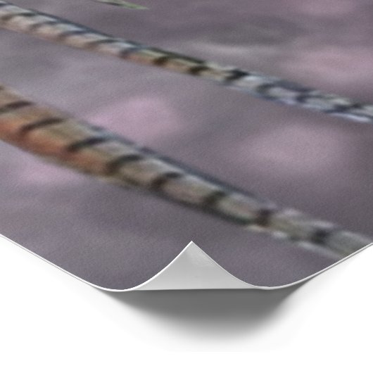 Engelse Setter Poster (Hoek)