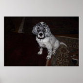 Engelse Setter Poster (Voorkant)