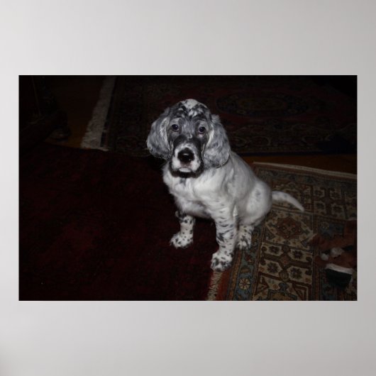 Engelse Setter Poster (Voorkant)