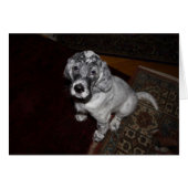 Engelse Setter Puppy (Voorkant Horizontaal)