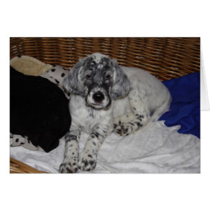 Engelse Setter Puppy