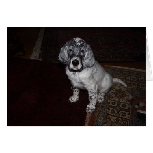 Engelse Setter Puppy (Voorkant Horizontaal)