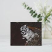 Engelse Setter Puppy Briefkaart (Staand voorkant)