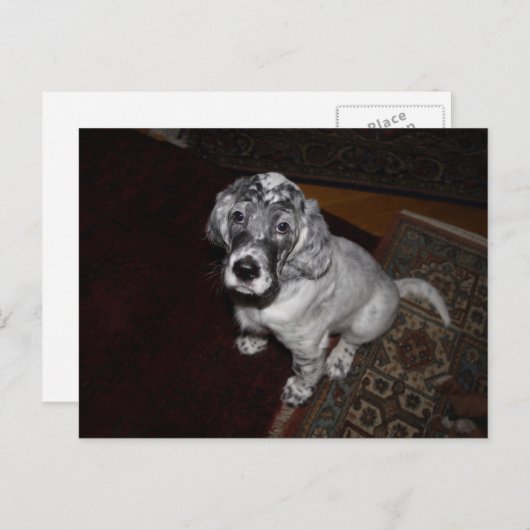 Engelse Setter Puppy Briefkaart (Voorkant / Achterkant)