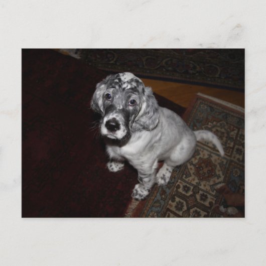 Engelse Setter Puppy Briefkaart (Voorkant)