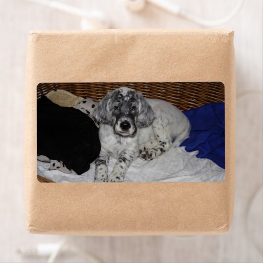 Engelse Setter Puppy Etiket (Insitu)