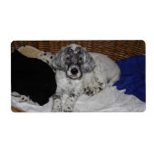 Engelse Setter Puppy Etiket (Voorkant)