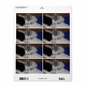 Engelse Setter Puppy Etiket (Full Sheet)