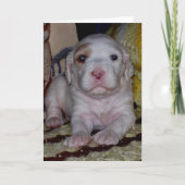 Engelse Setter Puppy Kaart (Voorkant)