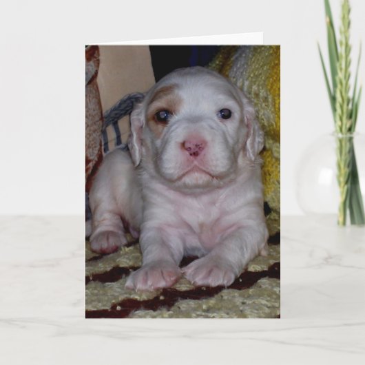 Engelse Setter Puppy Kaart (Voorkant)