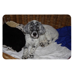 Engelse Setter Puppy Magneet