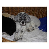 Engelse Setter Puppy Poster (Voorkant)