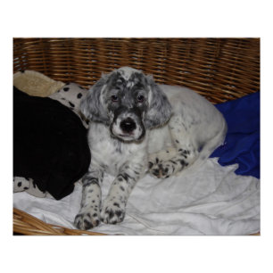 Engelse Setter Puppy Poster