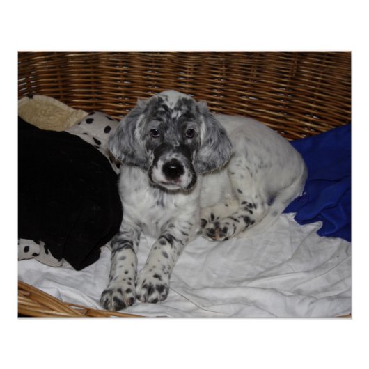 Engelse Setter Puppy Poster (Voorkant)