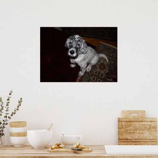 Engelse Setter Puppy Poster (Keuken)