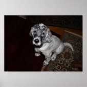 Engelse Setter Puppy Poster (Voorkant)