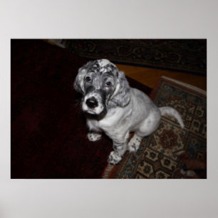 Engelse Setter Puppy Poster