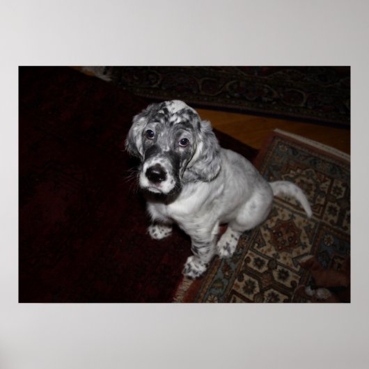 Engelse Setter Puppy Poster (Voorkant)