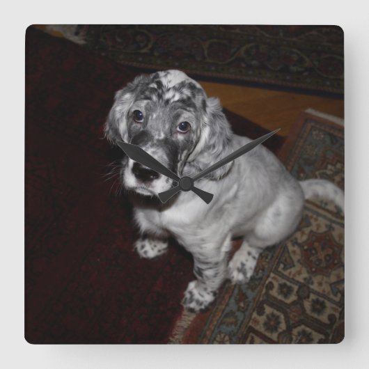 Engelse Setter Puppy Vierkante Klok (Voorkant)