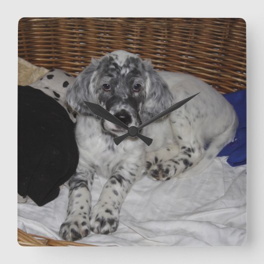 Engelse Setter Puppy Vierkante Klok (Voorkant)