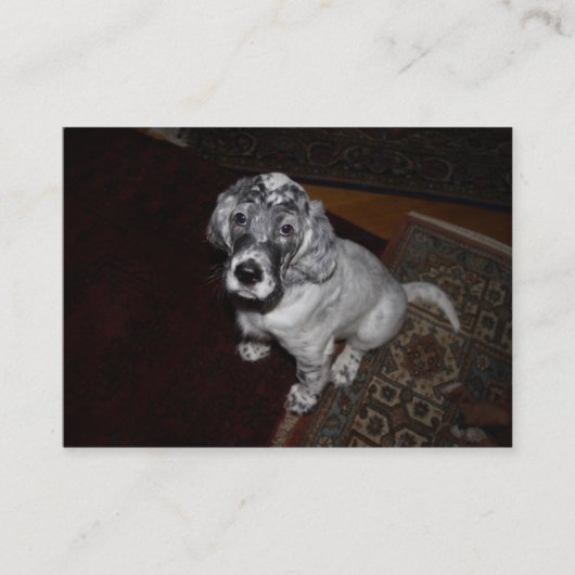Engelse Setter Puppy Visitekaartje (Voorkant)