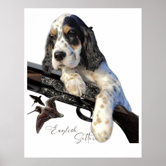 Engelse Setter, schattige puppy Poster (Voorkant)