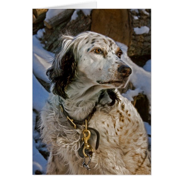 Engelse Setter Snow #2 (Voorkant)