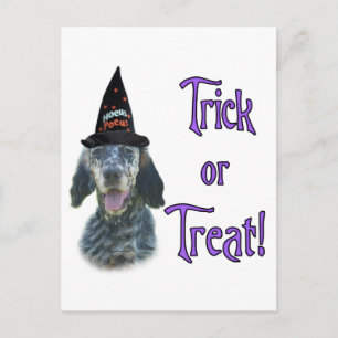 Engelse Setter Trick Briefkaart