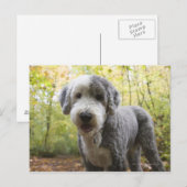 Engelse Sheepdog-puppy in het bos Briefkaart (Voorkant / Achterkant)
