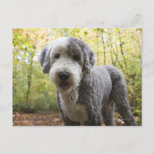 Engelse Sheepdog-puppy in het bos Briefkaart (Voorkant)