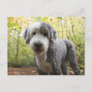 Engelse Sheepdog-puppy in het bos Briefkaart