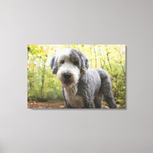 Engelse Sheepdog-puppy in het bos Canvas Afdruk
