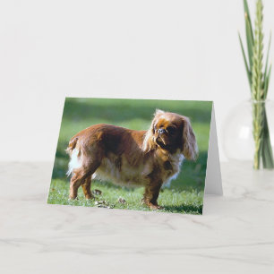 Engelse Speelgoed Spaniel Dog Blank Wenskaart Kaart