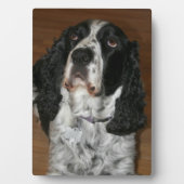 Engelse Spring Spaniel Pet Foto Fotoplaat (voorkant)