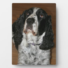 Engelse Spring Spaniel Pet Foto Fotoplaat